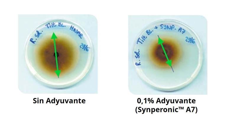  Synperonic A7 mostrando un mejor desempeño fungicida