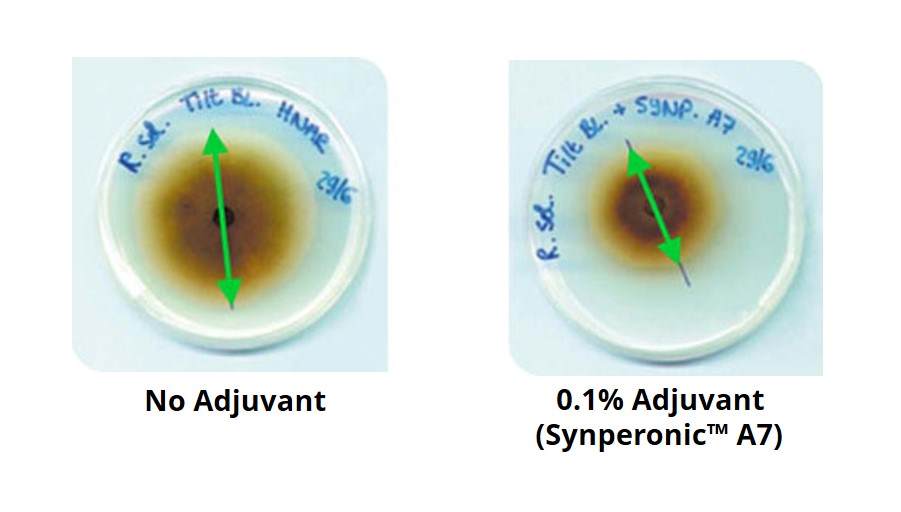 Synperonic A7 mostrando melhor desempenho fungicida