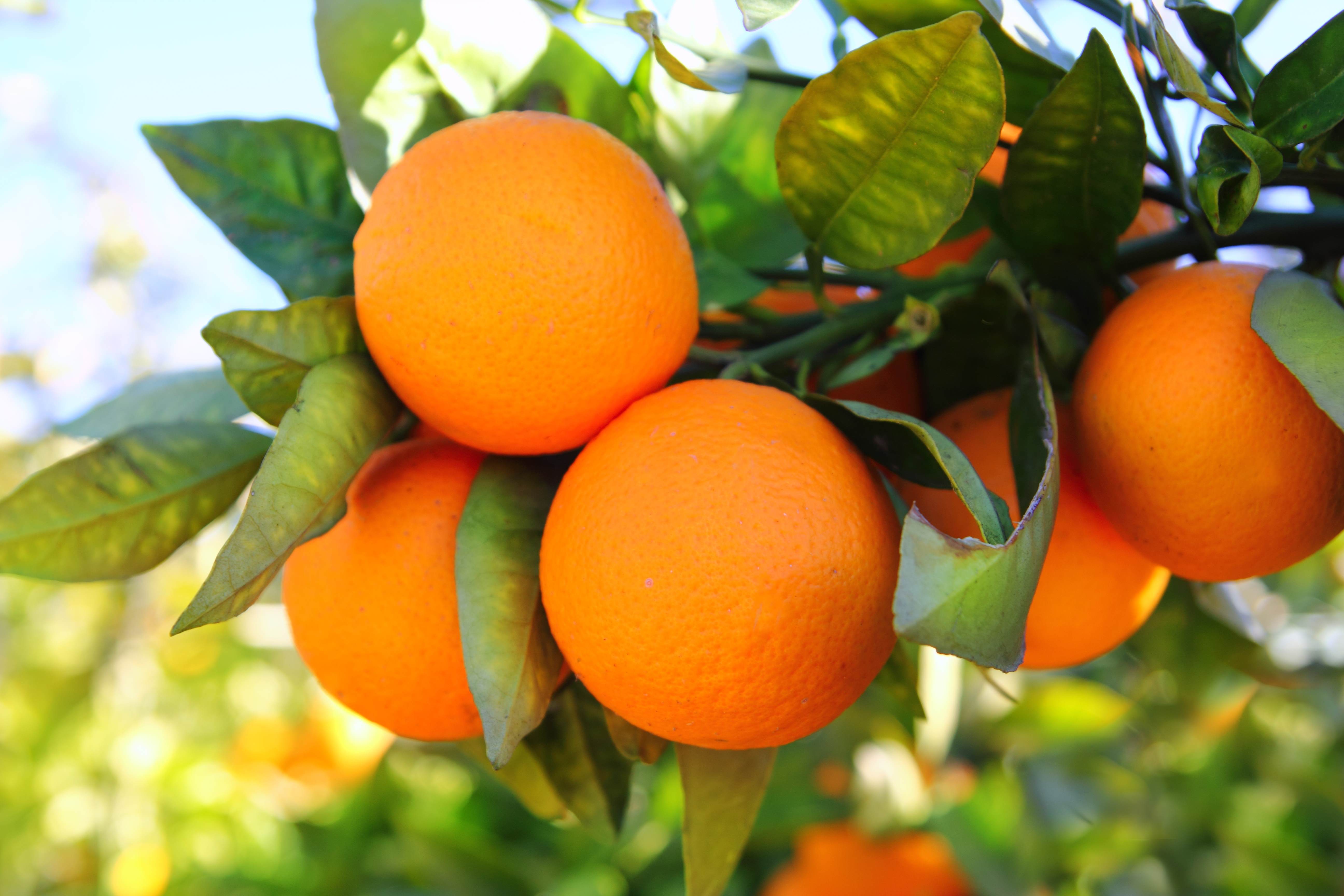 Naranjas en un día soleado