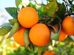 Naranjas en un día soleado