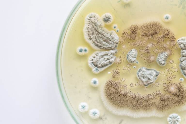 Colonia de características de hongo (moho) en placa de medio de cultivo de microbiología de laboratorio.